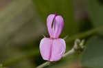 Downy milkpea